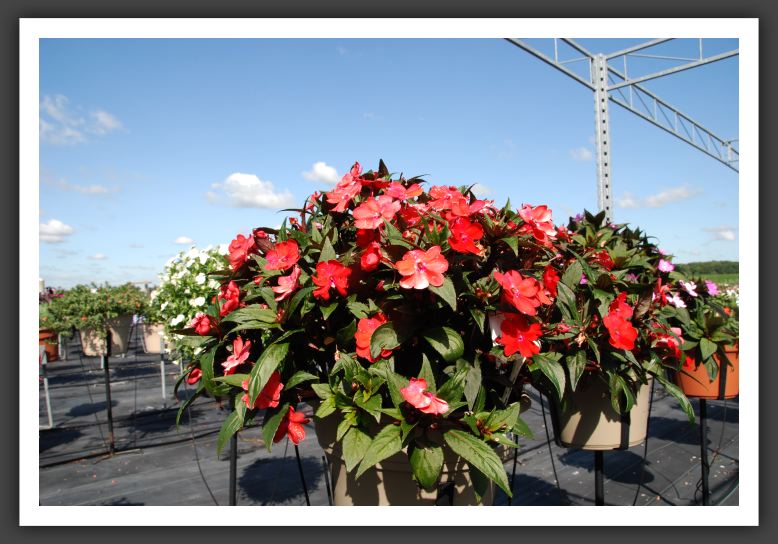 Impatiens SunPatiens Vigorous Red_6118