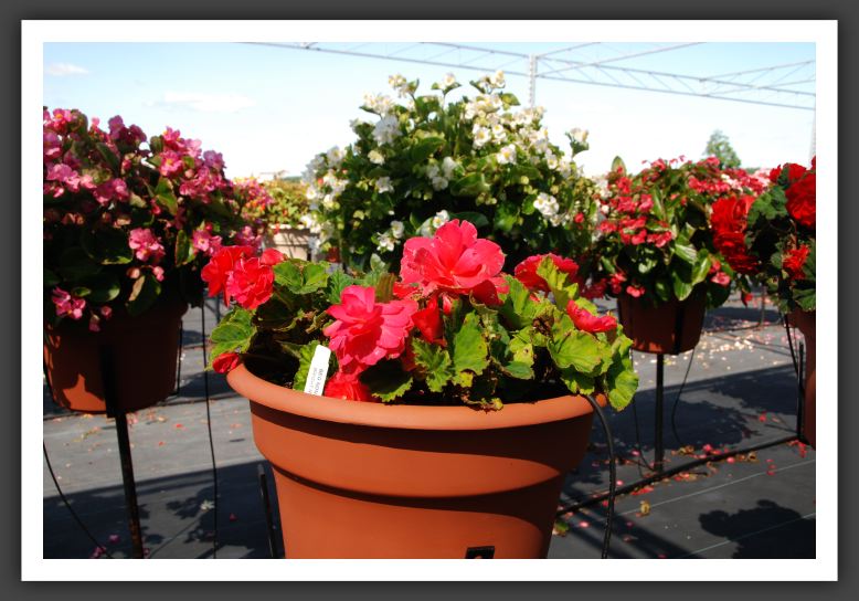 Begonia Non Stop Bright Rose_6227