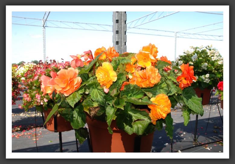 Begonia Non Stop Apricot_6228