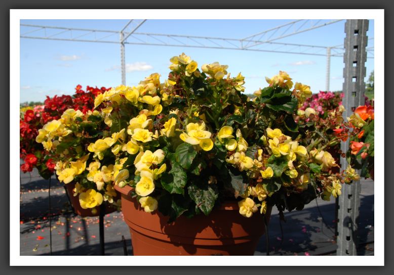 Begonia Blitz_6229