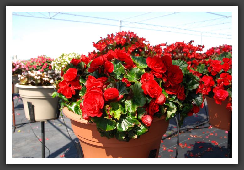 Begonia Barseba Red_6233