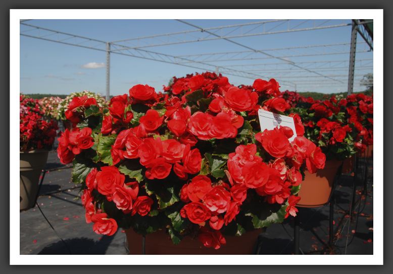 Begonia Belona_6234