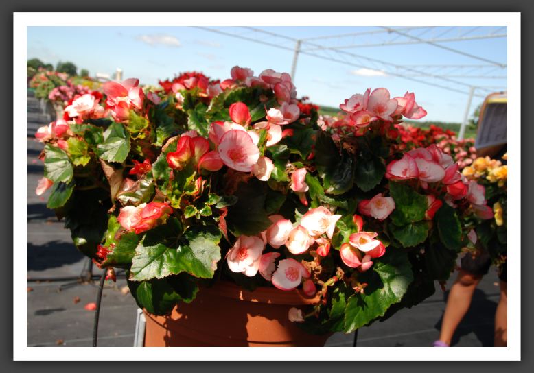 Begonia Cindy Fringed_6236