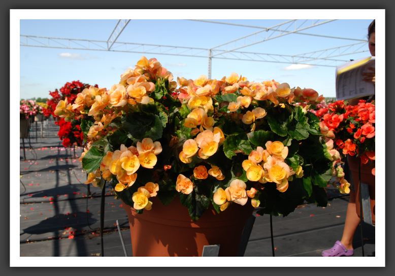 Begonia Nadine_6237