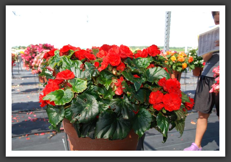 Begonia Olympic_6239