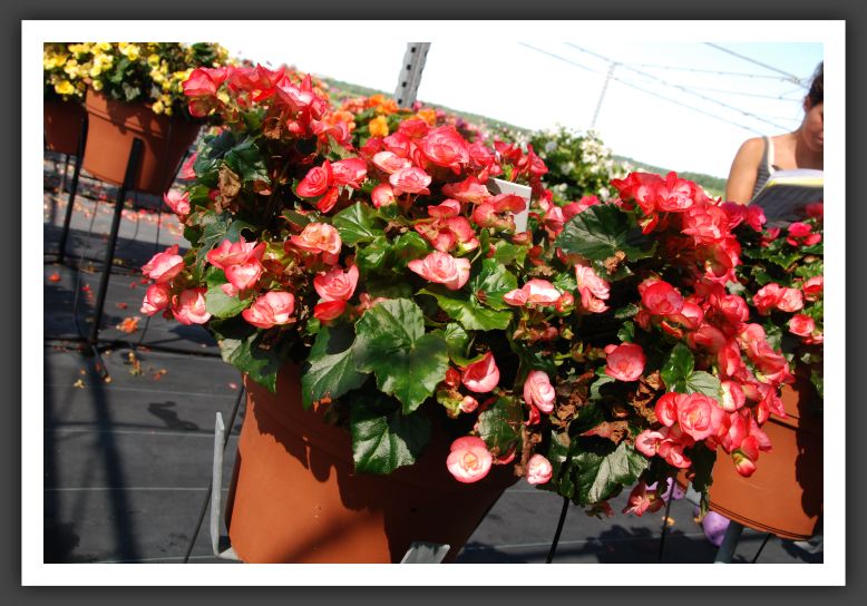 Begonia Henny_6240