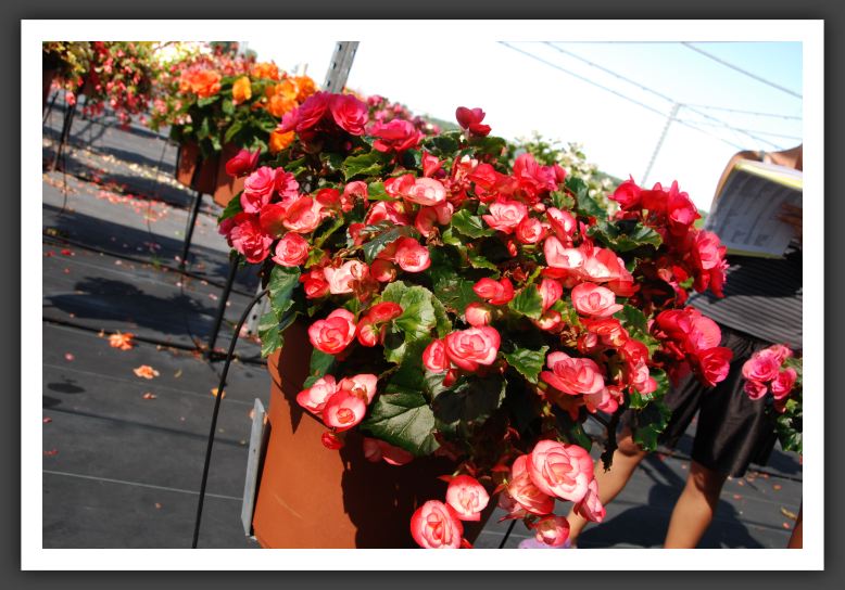 Begonia Dragone_6241