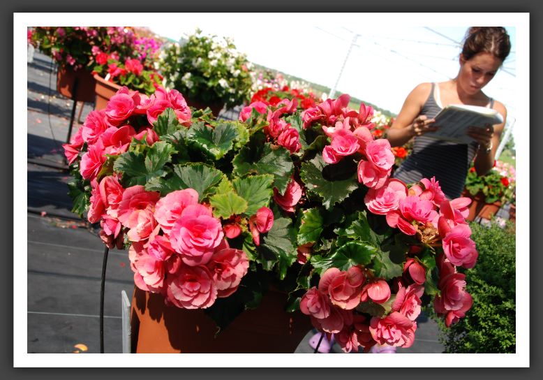 Begonia Berseba_6242