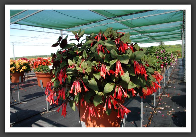 Fushcia Gartenmeister_6243