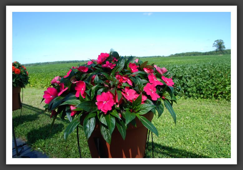 Impatiens New Guinea Celebrette Hot Pink _6244