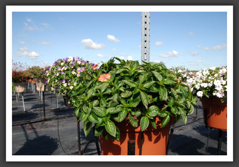 Impatiens Trailing Fanfare Orange_6120