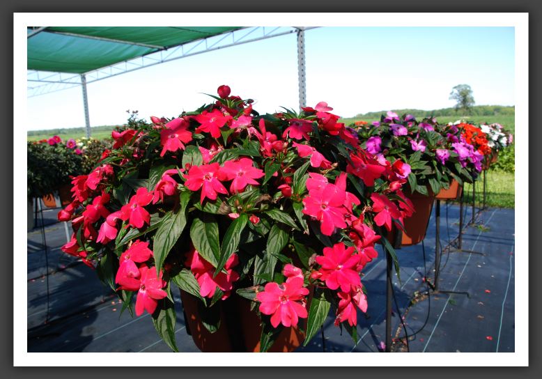 Impatiens New Guinea Celebration Rose_6249