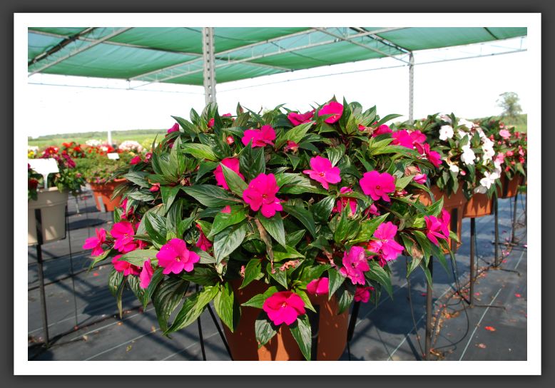 Impatiens New Guinea Riveriera Blue Imp_6252