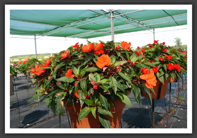 Impatiens New Guinea Riveriera Orange_6254