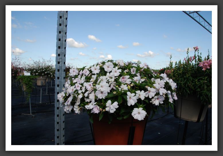 Impatiens Trailing Fanfare Blush_6121
