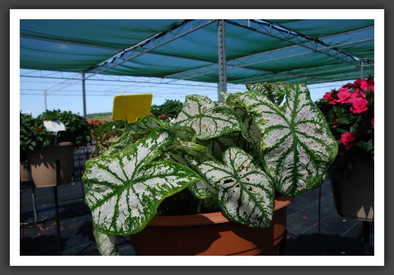 Caladium_6259