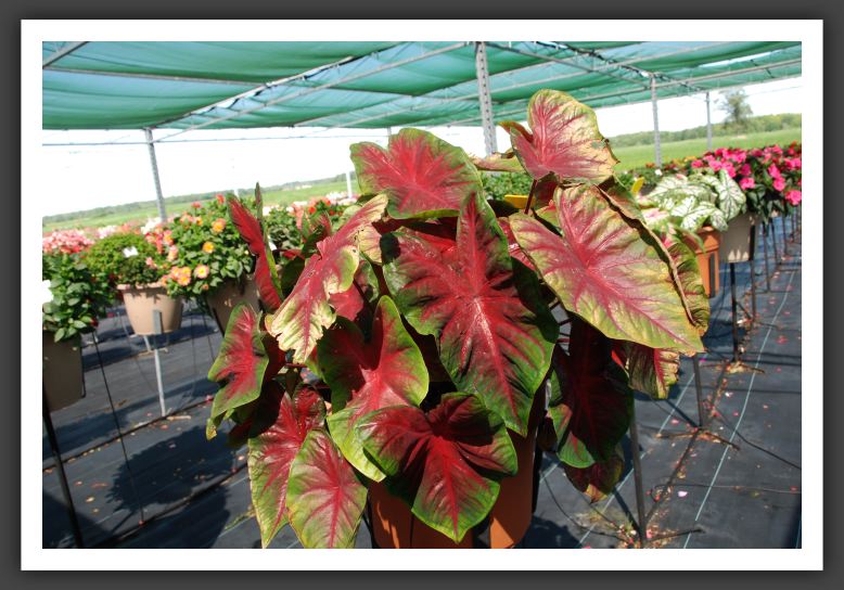 Caladium_6261