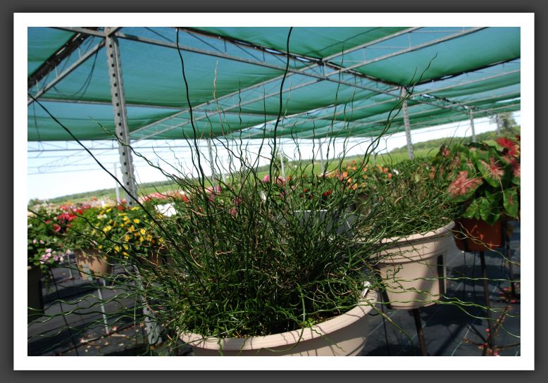 Juncus Spirales_6263