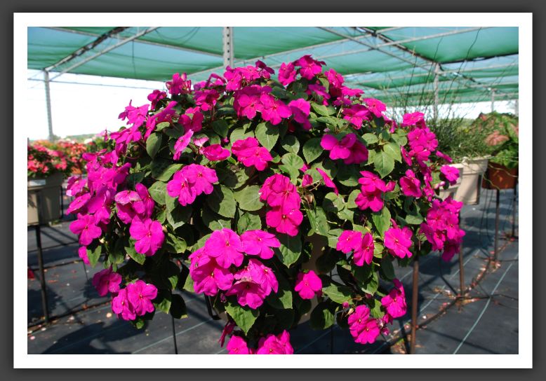Impatiens New Guinea Shimmer Violet_6264