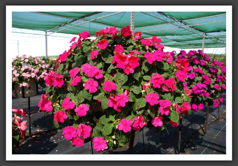 Impatiens New Guinea Shimmer Rose _6265
