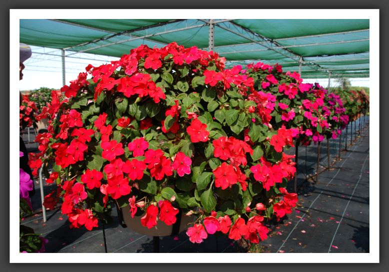 Impatiens New Guinea Jambalaya Watermelon_6266
