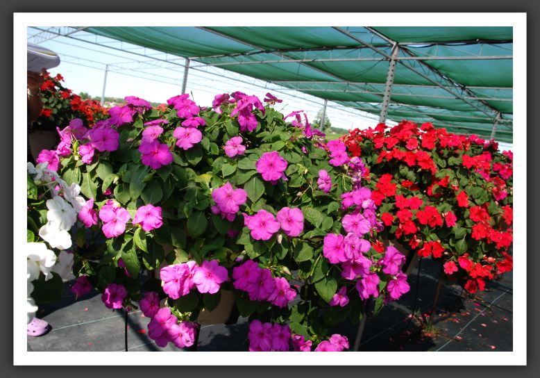 Impatiens New Guinea Shimmer Lilac_6267