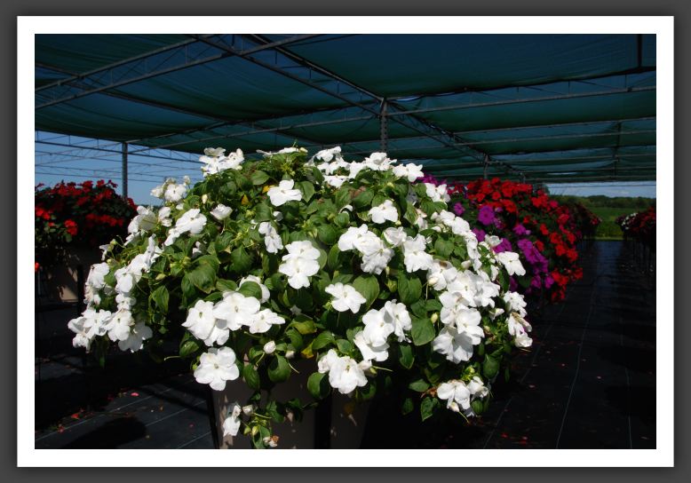 Impatiens New Guinea Shimmer White_6268