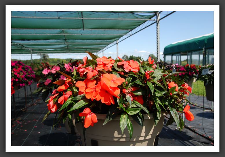 Impatiens New Guinea Super Sonic Dk Salmon 06_6269