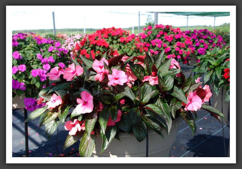 Impatiens New Guinea Pure Beauty Salmon Pink _6270