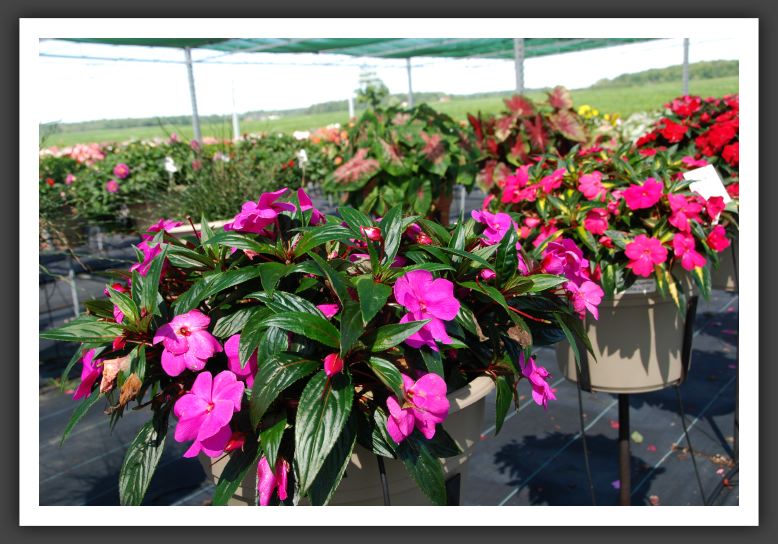 Impatiens New Guinea Sonic Amethyst 06_6274