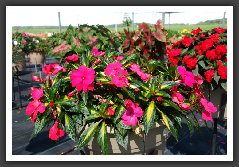 Impatiens New Guinea Hot Rose On Gold_6275