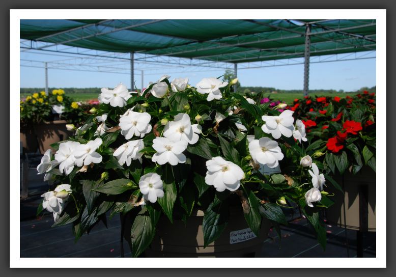 Impatiens New Guinea Pure Beauty White_6281