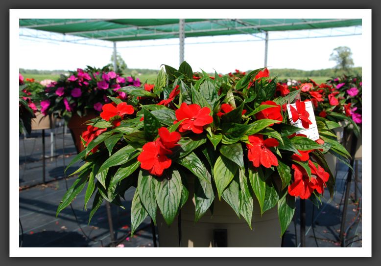 Impatiens New Guinea Pure Beauty Bright Red_6282