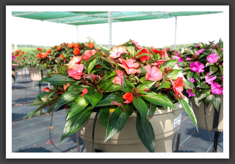 Impatiens New Guinea Paradise Mango Orange_6283