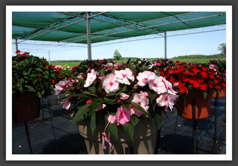 Impatiens New Guinea Paradise Blush White_6285