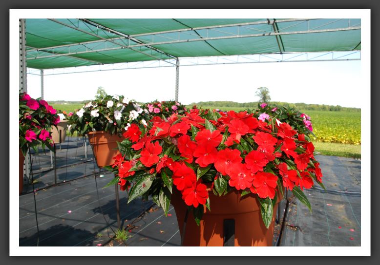 Impatiens New Guinea Celebrette Red_6286