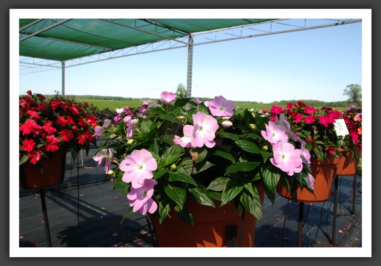 Impatiens New Guinea Celebrette Icy Blue_6289