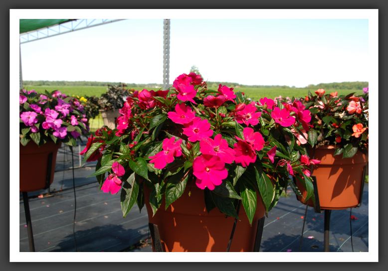 Impatiens New Guinea Celebration Sangria Imp_6290