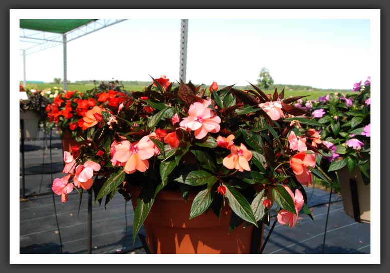 Impatiens New Guinea Celebration Apricot_6291