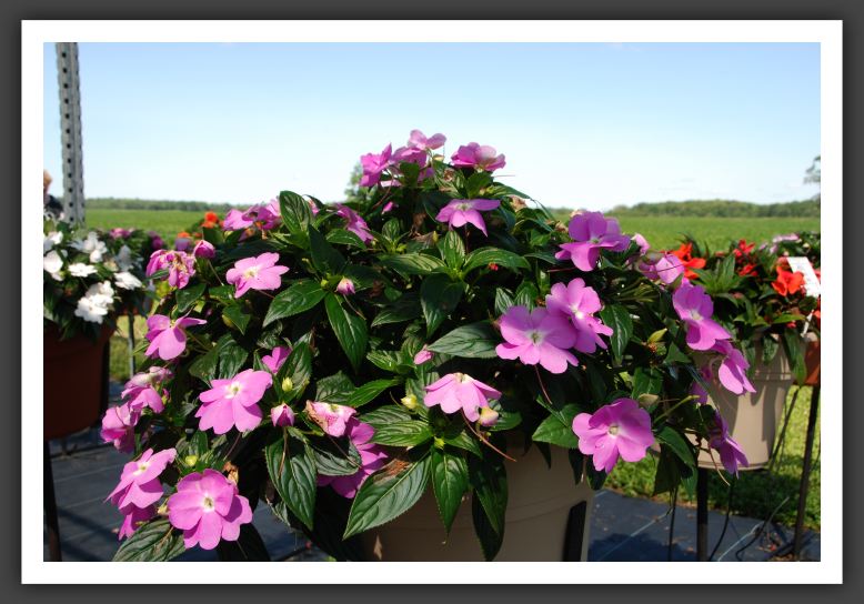 Impatiens New Guinea Celebration Light Lavender Imp_6292