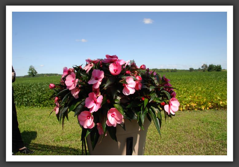 Impatiens New Guinea Infinity Pink_6295