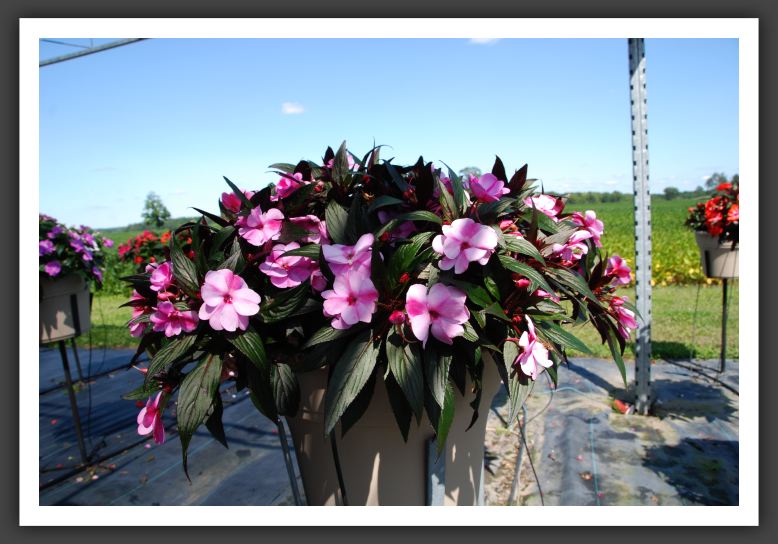 Impatiens New Guinea Infinity Pink Frost_6298
