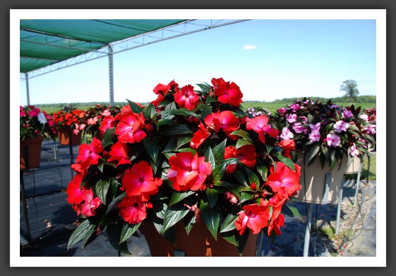 Impatiens New Guinea Infinity Cherry Red_6299