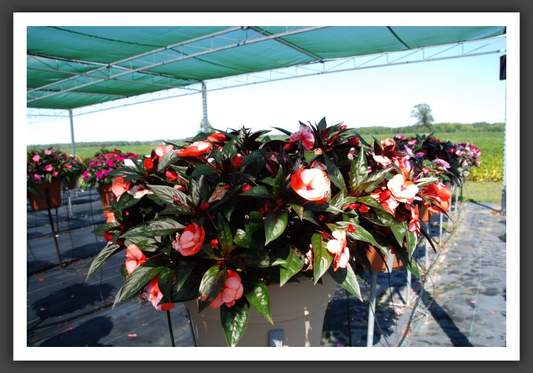 Impatiens New Guinea Infinity Orange Frost_6302