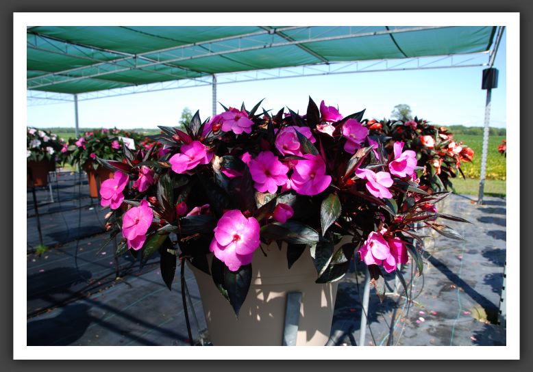Impatiens New Guinea Infinity Lilac_6303