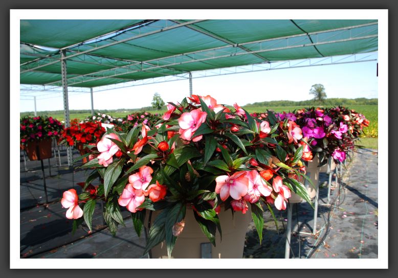 Impatiens New Guinea Infinity Orange Picotee_6304