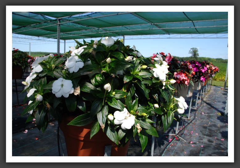 Impatiens New Guinea Infinity White_6305