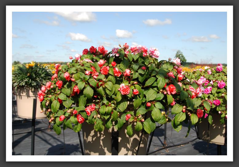 Impatiens Silhouette Orange Star_6108