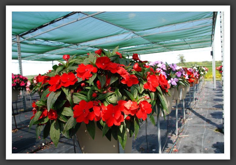 Impatiens New Guinea Super Sonic Red 08_6310