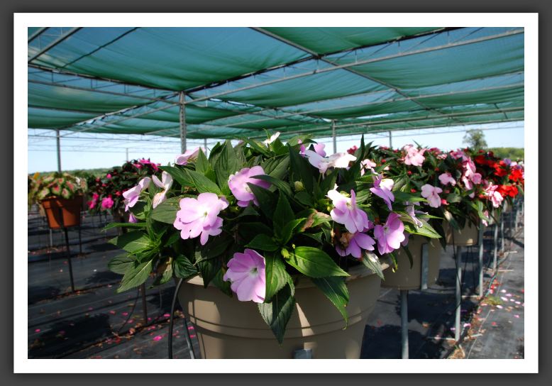 Impatiens New Guinea Paradise Light Lavender_6312